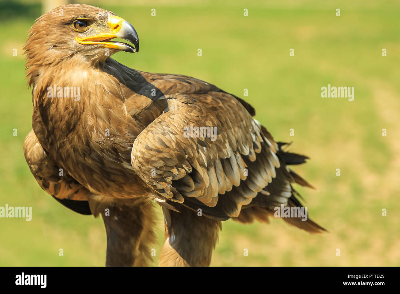 Libre De Laigle Royal Aquila Chrysaetos La Fauconnerie