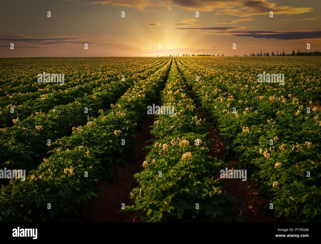 Coucher de soleil sur un champ de pommes de terre dans les régions rurales de l'Île du Prince-Édouard, Canada. Banque D'Images