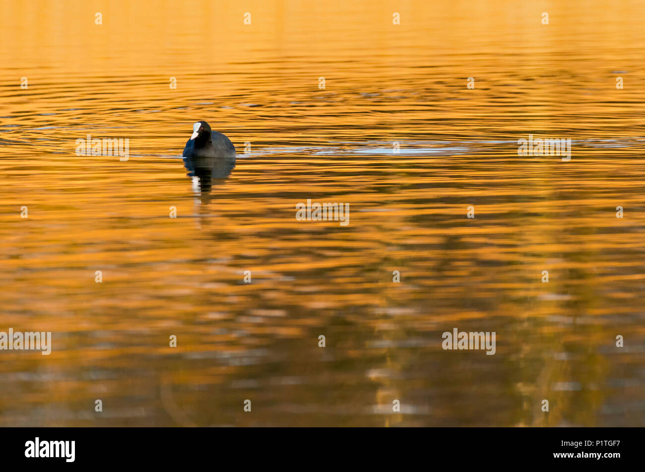 Foulque macroule Fulica atra swiming on golden pond avec reflet de roseaux Banque D'Images