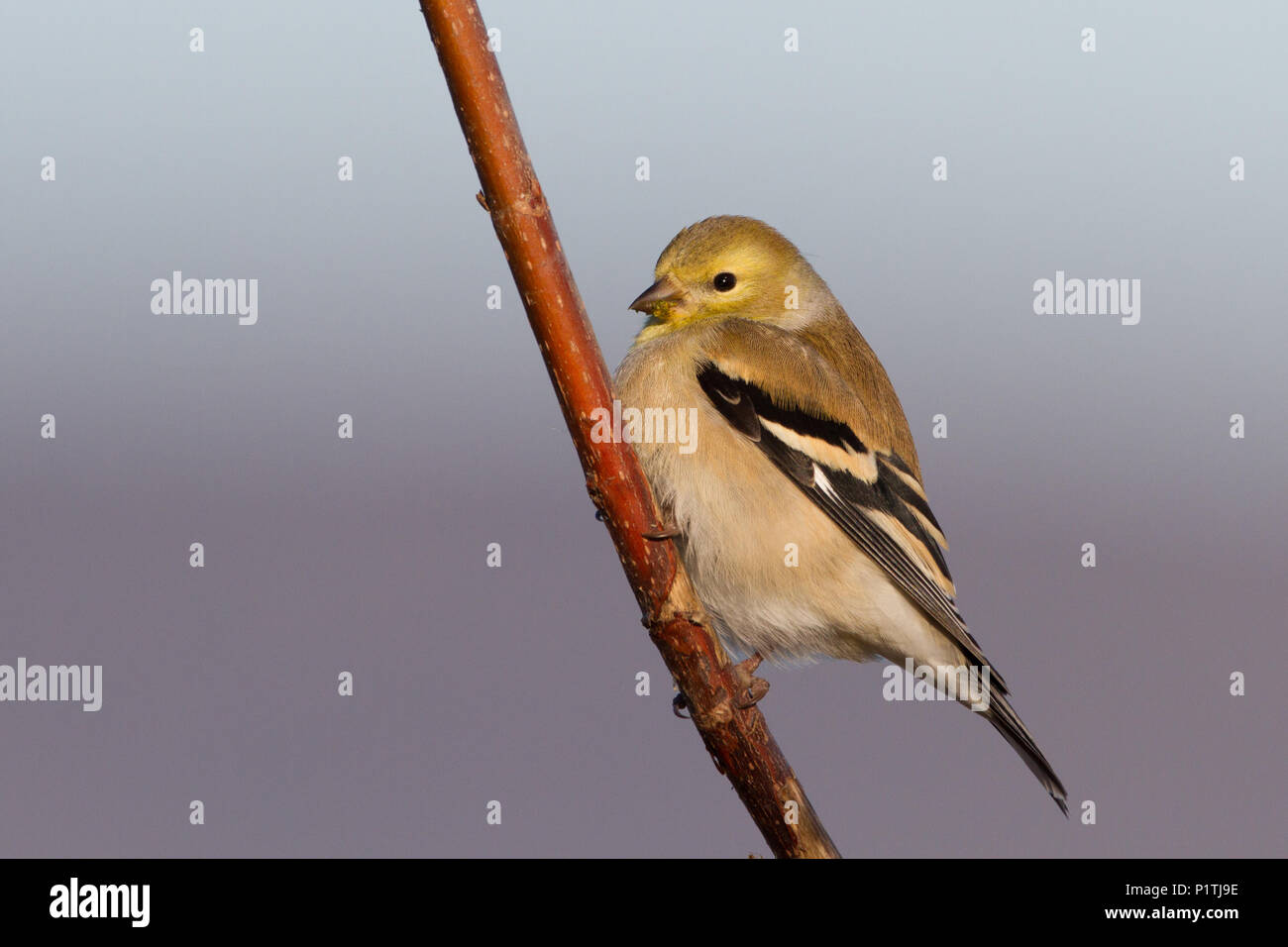 Un chardonneret jaune mâle en plumage d'hiver. Banque D'Images