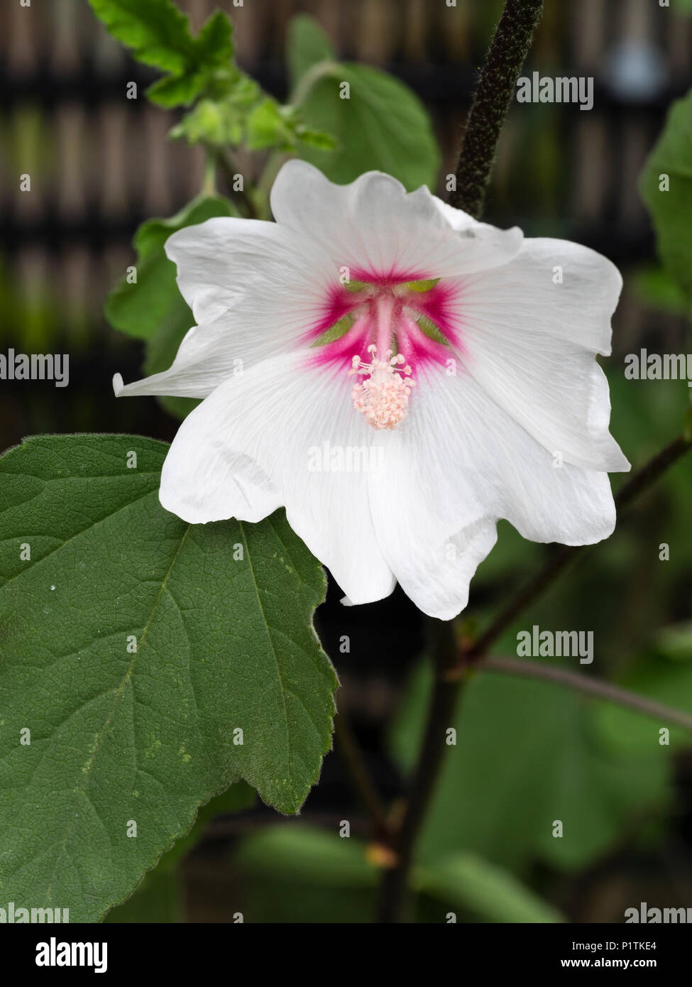 Comme Hibiscus fleur blanche de l'arbre compact mallow, Lavatera x clementii 'Barnsley Baby' Banque D'Images