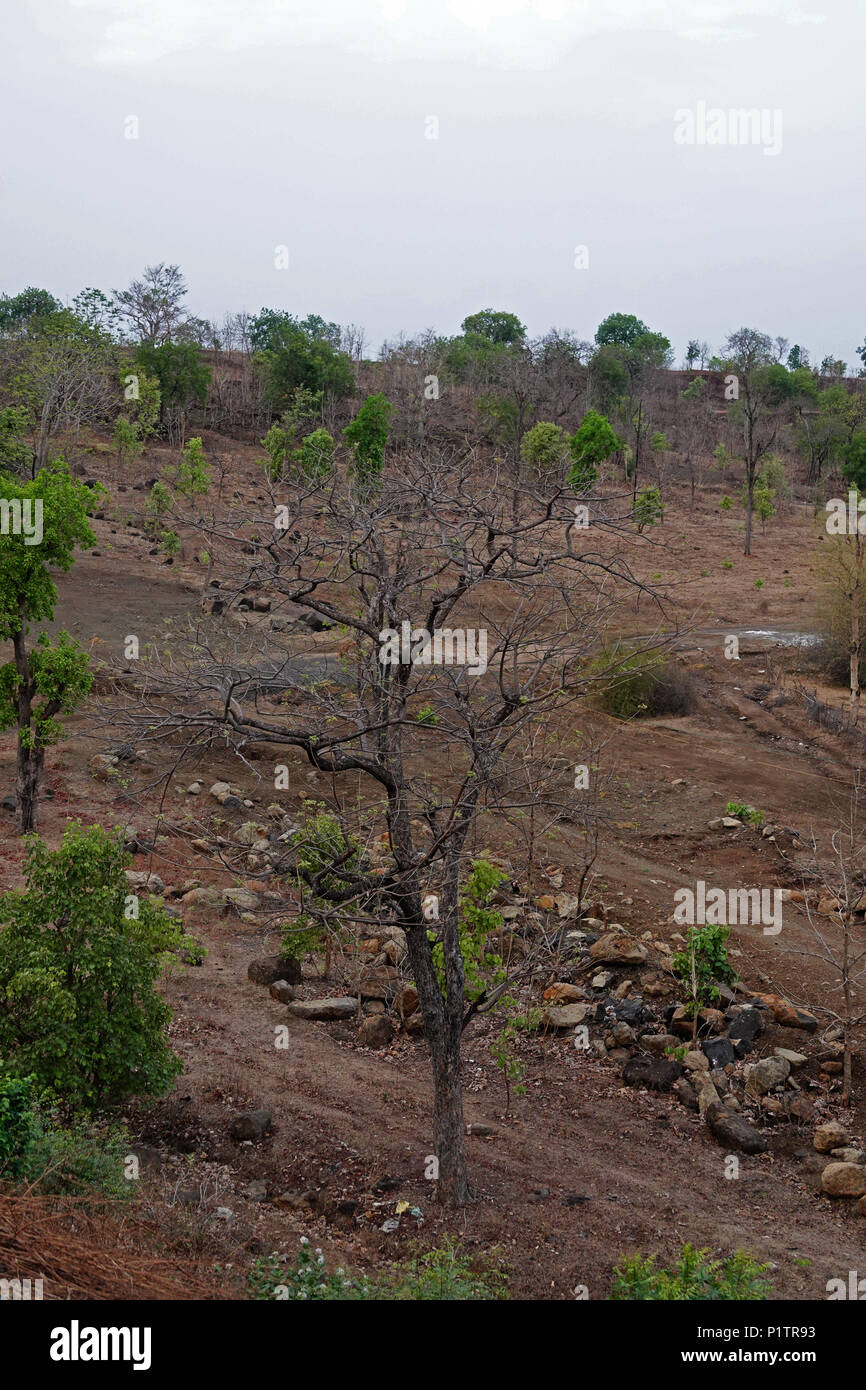 La poussière la route à travers les bois, Tadoba-Andhari Tiger reserve, Maharashtra, Inde, avec des collines distance donnant une vue majestueuse, saison d'été Banque D'Images