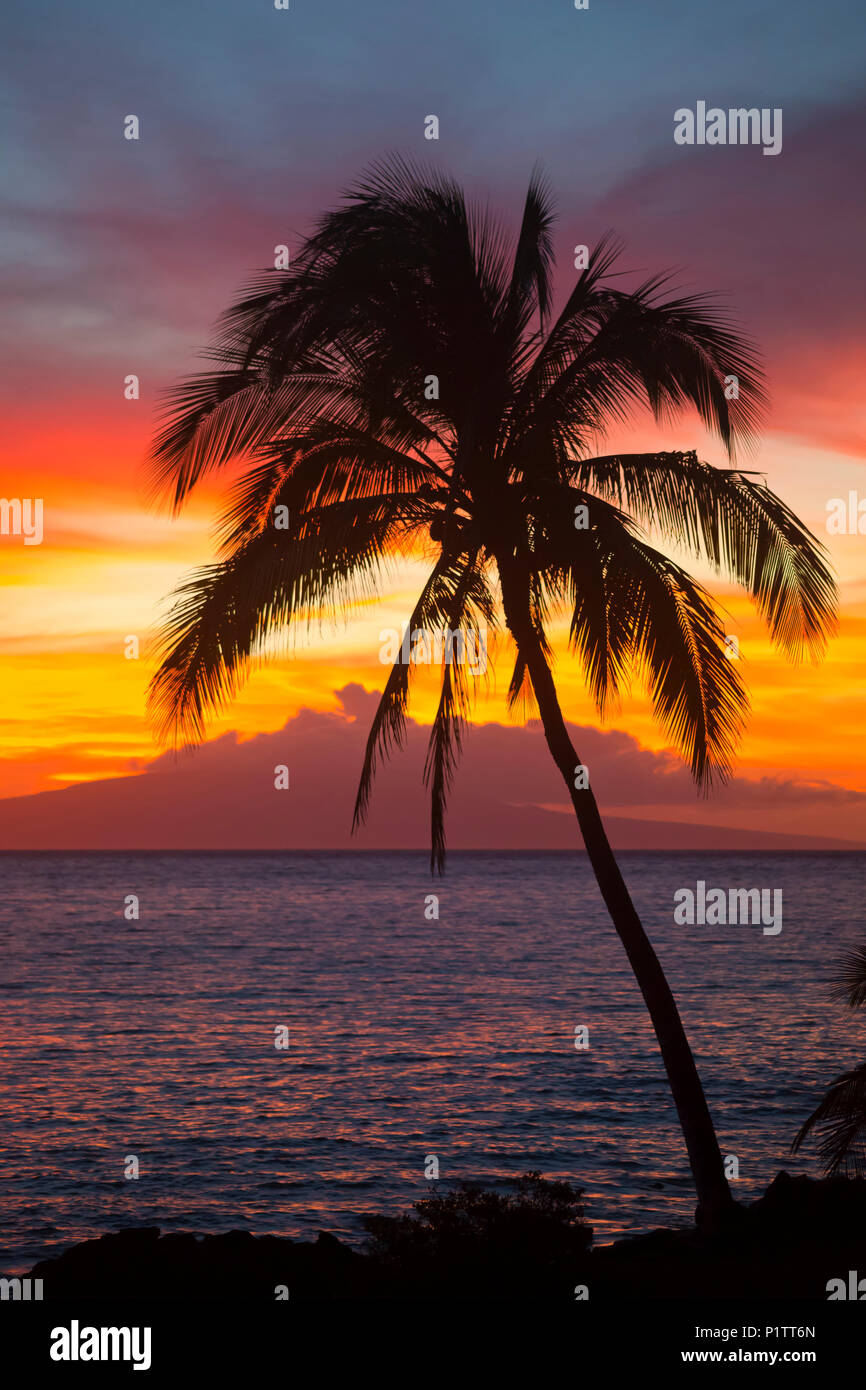 Palmier Au Coucher Du Soleil Wailea Maui Hawaii United States Of America Photo Stock Alamy Palmier Au Coucher Du Soleil Wailea Maui Hawaii United States Of America Photo Stock Alamy