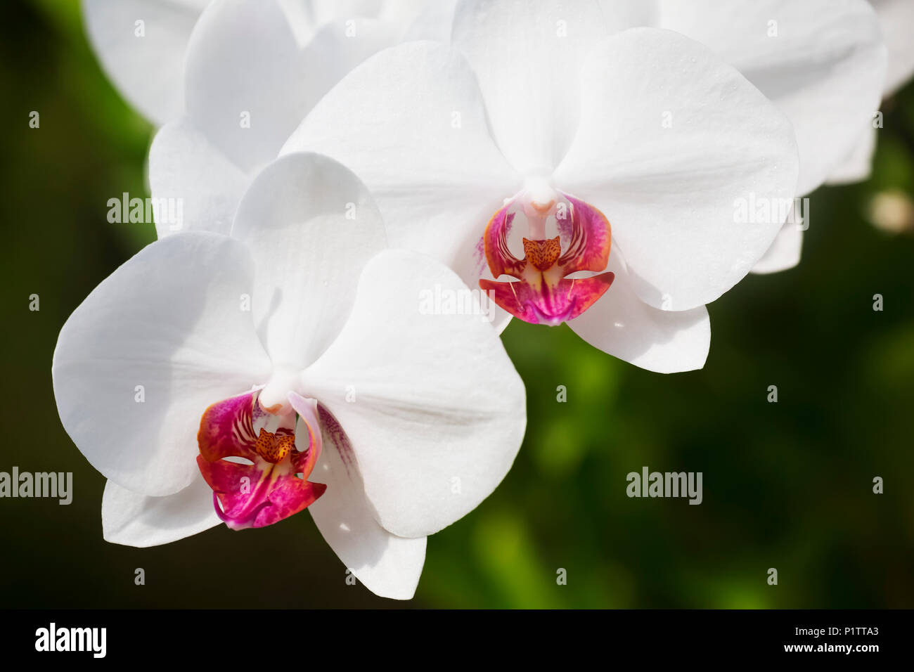 Orchidée Phalaenopsis blanche avec du rouge lèvres, Paia, Maui, Hawaii, United States of America Banque D'Images