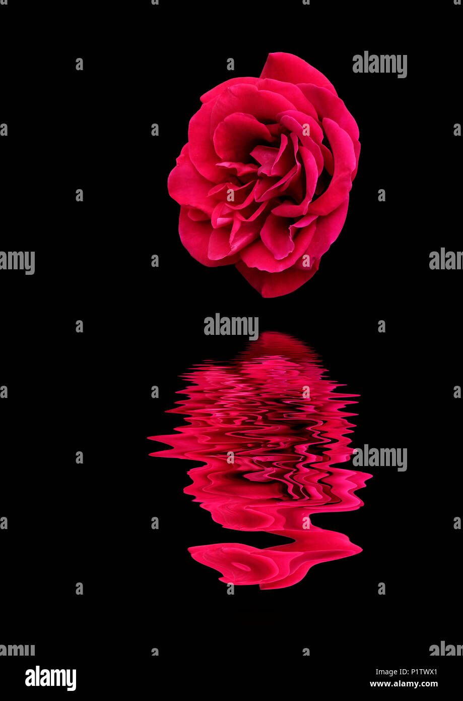 Droit de l'art de l'anglais 'Deep rose Secret' reflète dans l'eau Banque D'Images