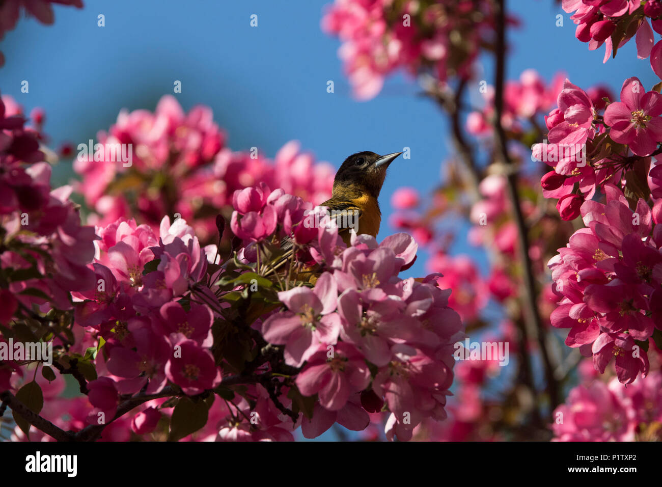 L'oriole de Baltimore en fleurs Banque D'Images
