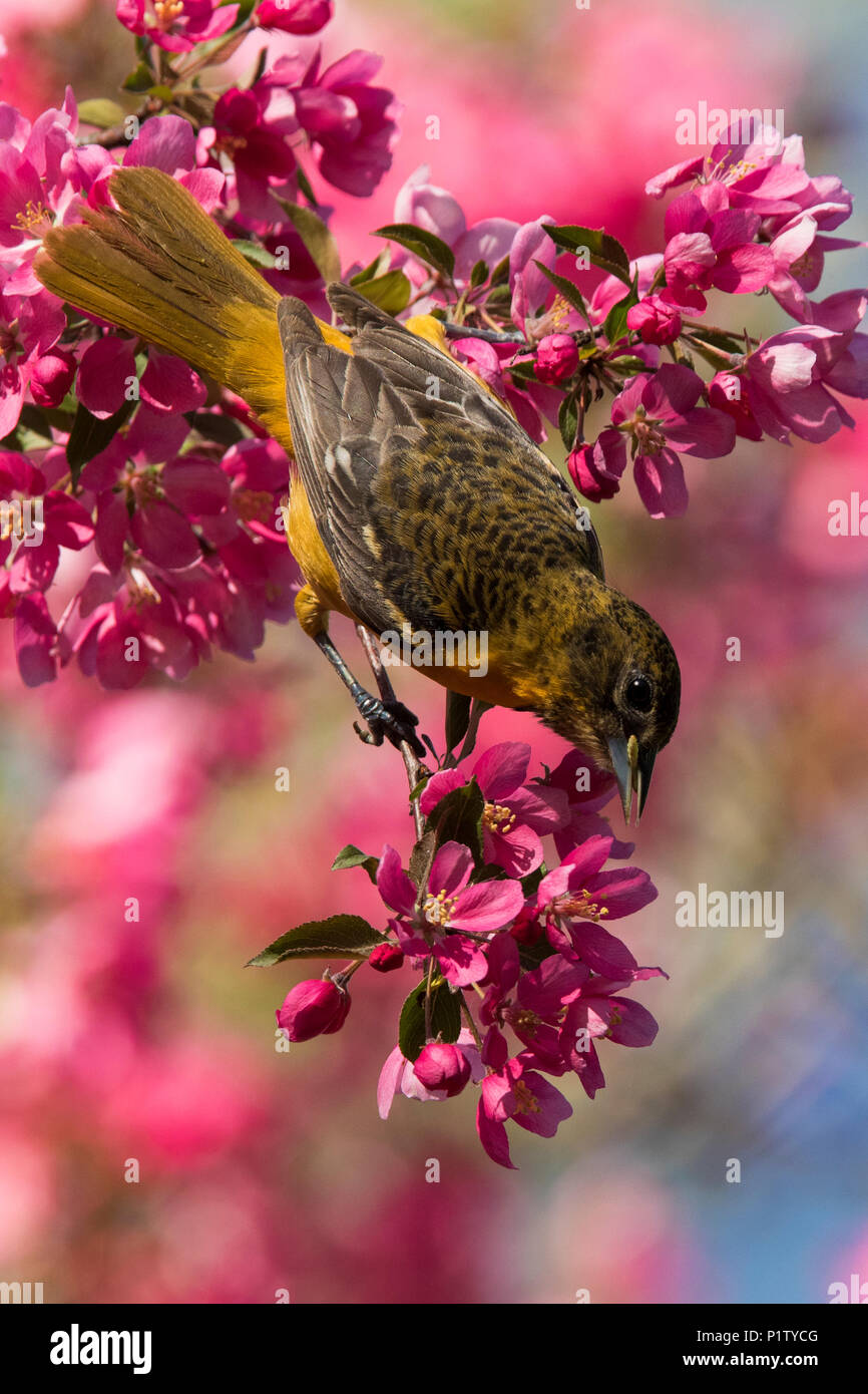 L'oriole de Baltimore en fleurs Banque D'Images