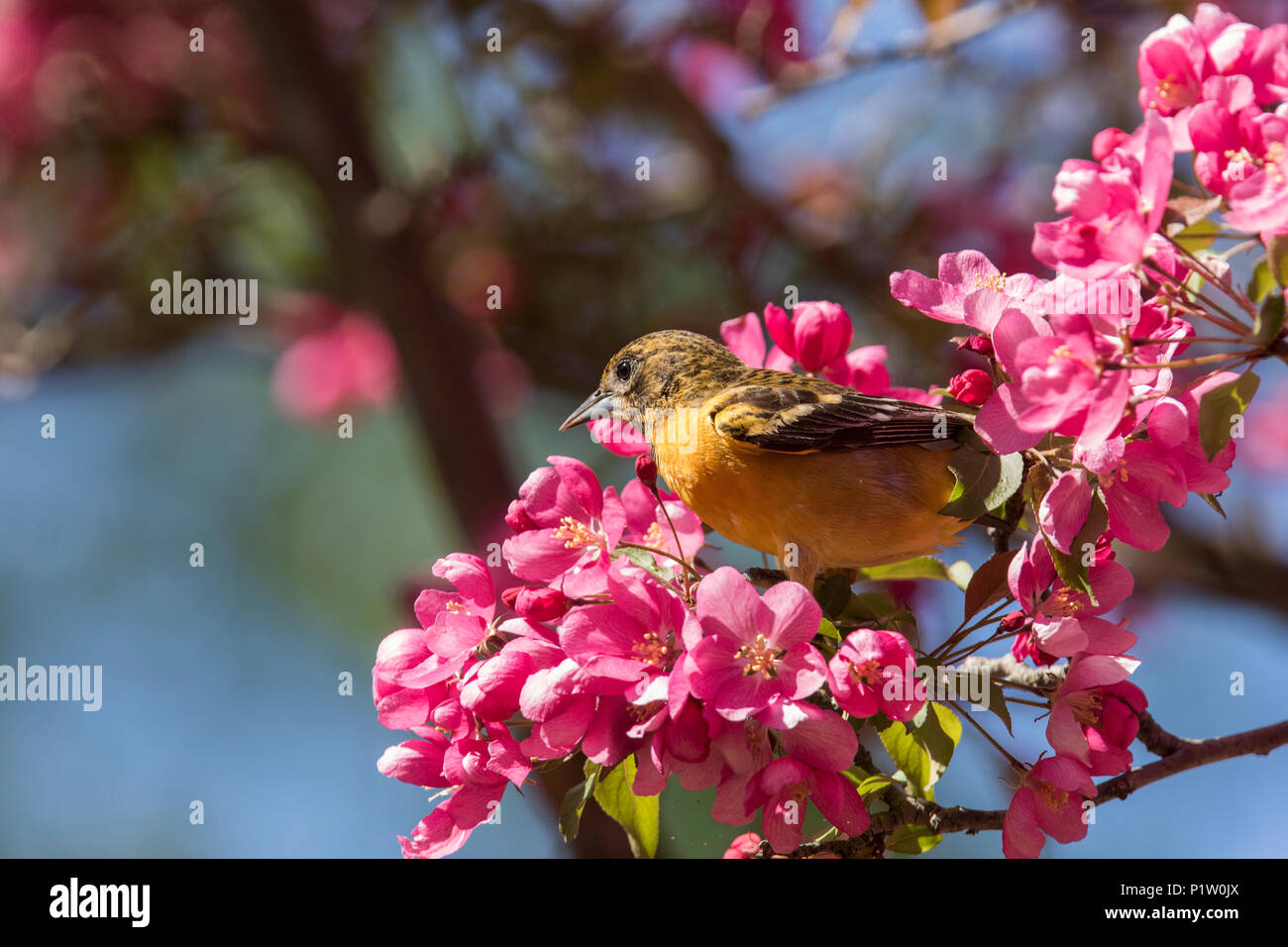L'oriole de Baltimore en fleurs Banque D'Images