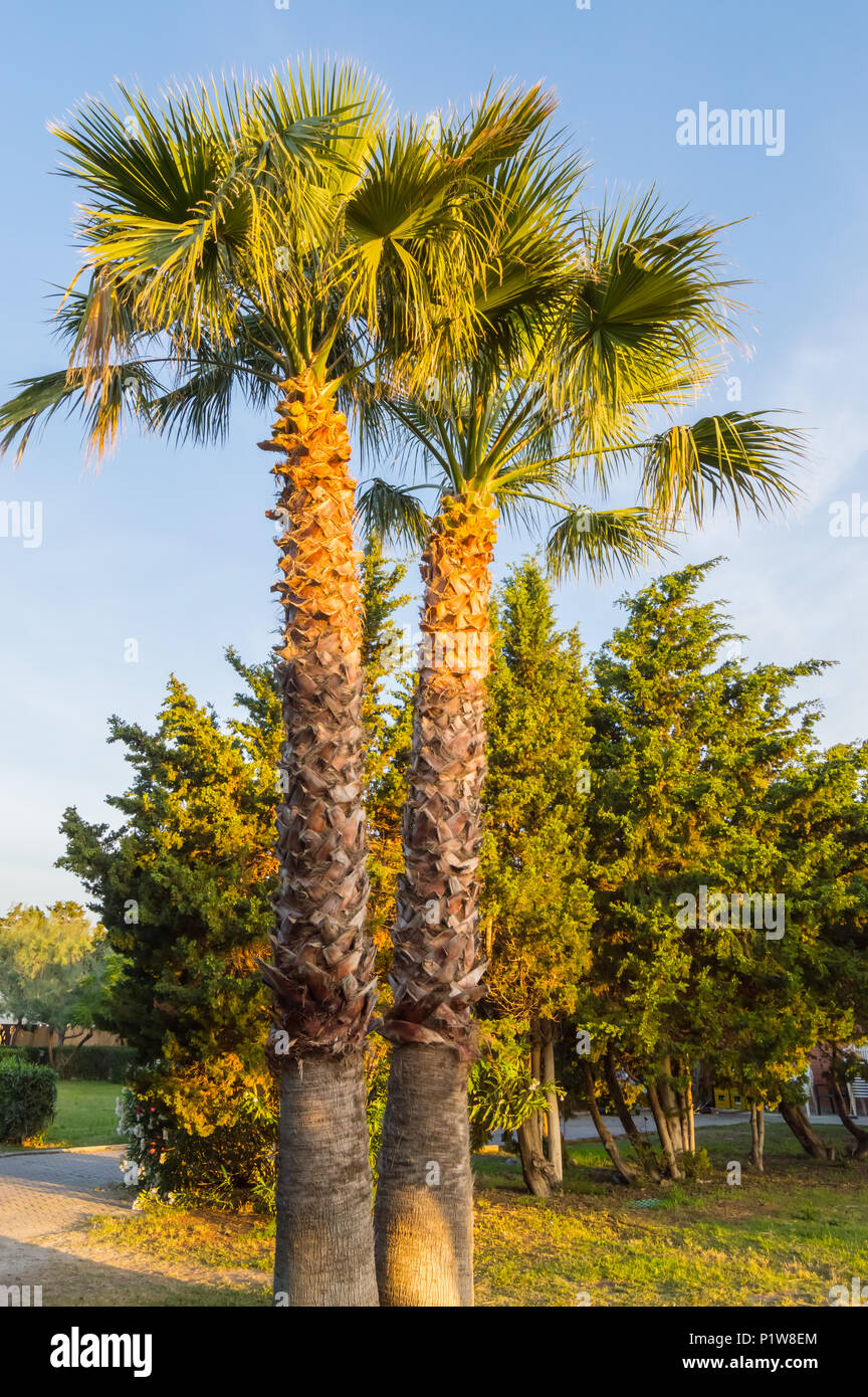 Deux palmiers dans un parc dans la ville de Campofelice di en Scile Rossaria Banque D'Images