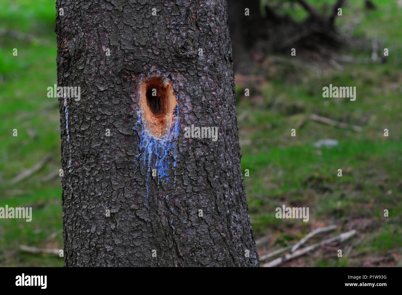 Trou dans la tribu de l'épinette, le grand pic profond trou dans une épinette avec de la résine à la baisse. Banque D'Images