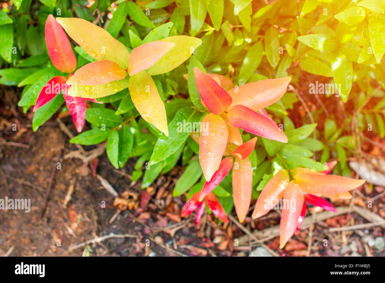 Plante feuilles avec levers.Copy space.ton pastel. Banque D'Images