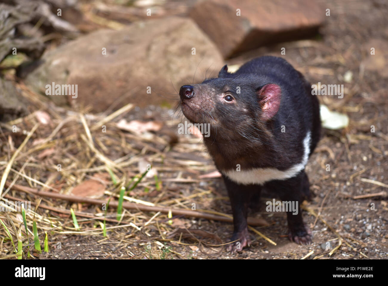 Diable de Tasmanie dans Conservation Park, Tasmanie, Australie Banque D'Images