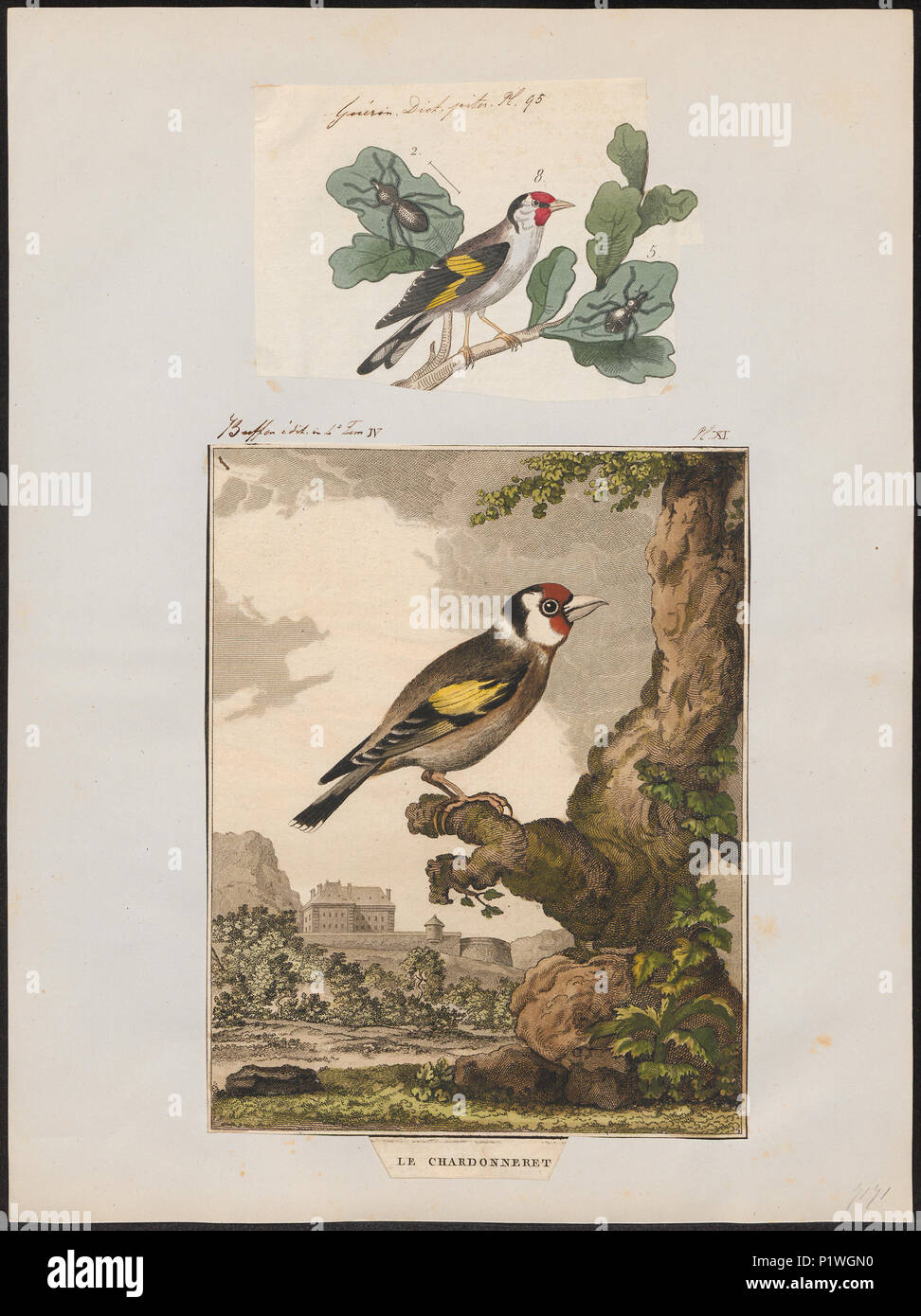129 Fringilla carduelis - 1700-1880 - Imprimer - Zoologica 2e moitié - Collections spéciales de l'Université d'Amsterdam - UBA01 IZ16000017 Banque D'Images
