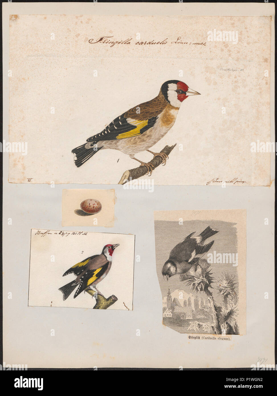 129 Fringilla carduelis - 1700-1880 - Imprimer - Zoologica 2e moitié - Collections spéciales de l'Université d'Amsterdam - UBA01 IZ16000019 Banque D'Images