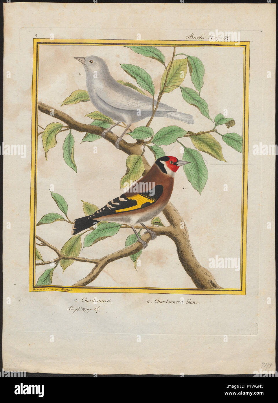 129 Fringilla carduelis - 1700-1880 - Imprimer - Zoologica 2e moitié - Collections spéciales de l'Université d'Amsterdam - UBA01 IZ16000023 Banque D'Images