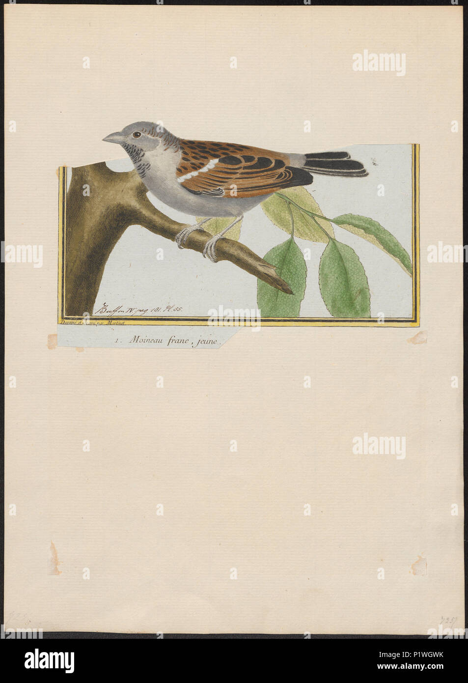 . Passer domesticus . Entre 1700 et 1880 217 Passer domesticus - 1700-1880 - Imprimer - Zoologica 2e moitié - Collections spéciales de l'Université d'Amsterdam - UBA01 IZ16000097 Banque D'Images