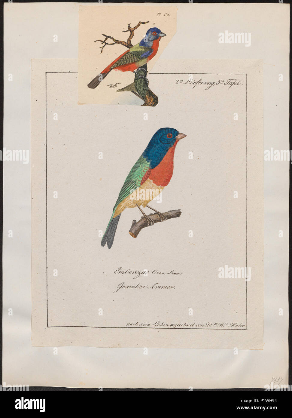 . Passerina ciris . Entre 1700 et 1880 217 Passerina ciris - 1700-1880 - Imprimer - Zoologica 2e moitié - Collections spéciales de l'Université d'Amsterdam - UBA01 IZ16000243 Banque D'Images