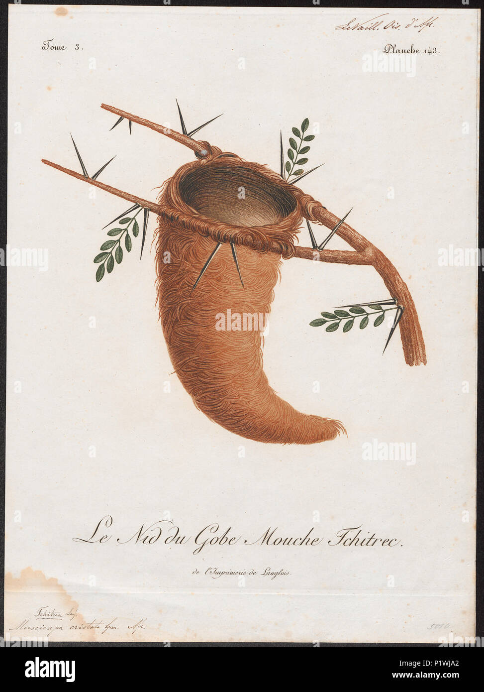 301 Tchitrea viridis - nid - 1796-1808 - Imprimer - Zoologica 2e moitié - Collections spéciales de l'Université d'Amsterdam - UBA01 IZ16500063 Banque D'Images