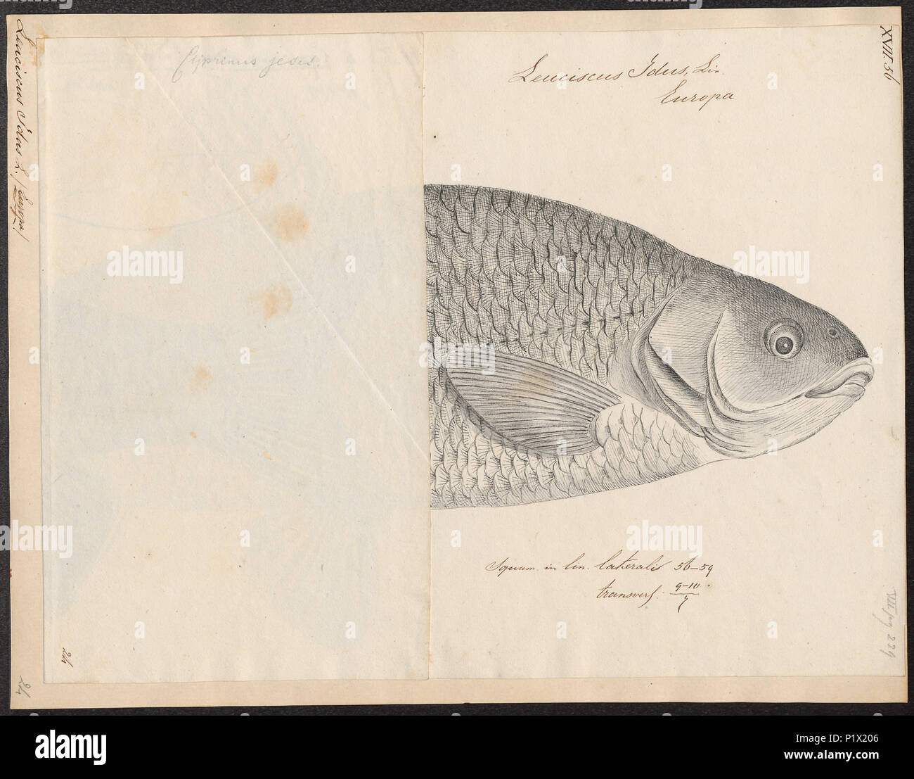 . Leuciscus idus . Entre 1700 et 1880 175 Leuciscus idus - 1700-1880 - Imprimer - Zoologica 2e moitié - Collections spéciales de l'Université d'Amsterdam - UBA01 IZ14900053 Banque D'Images