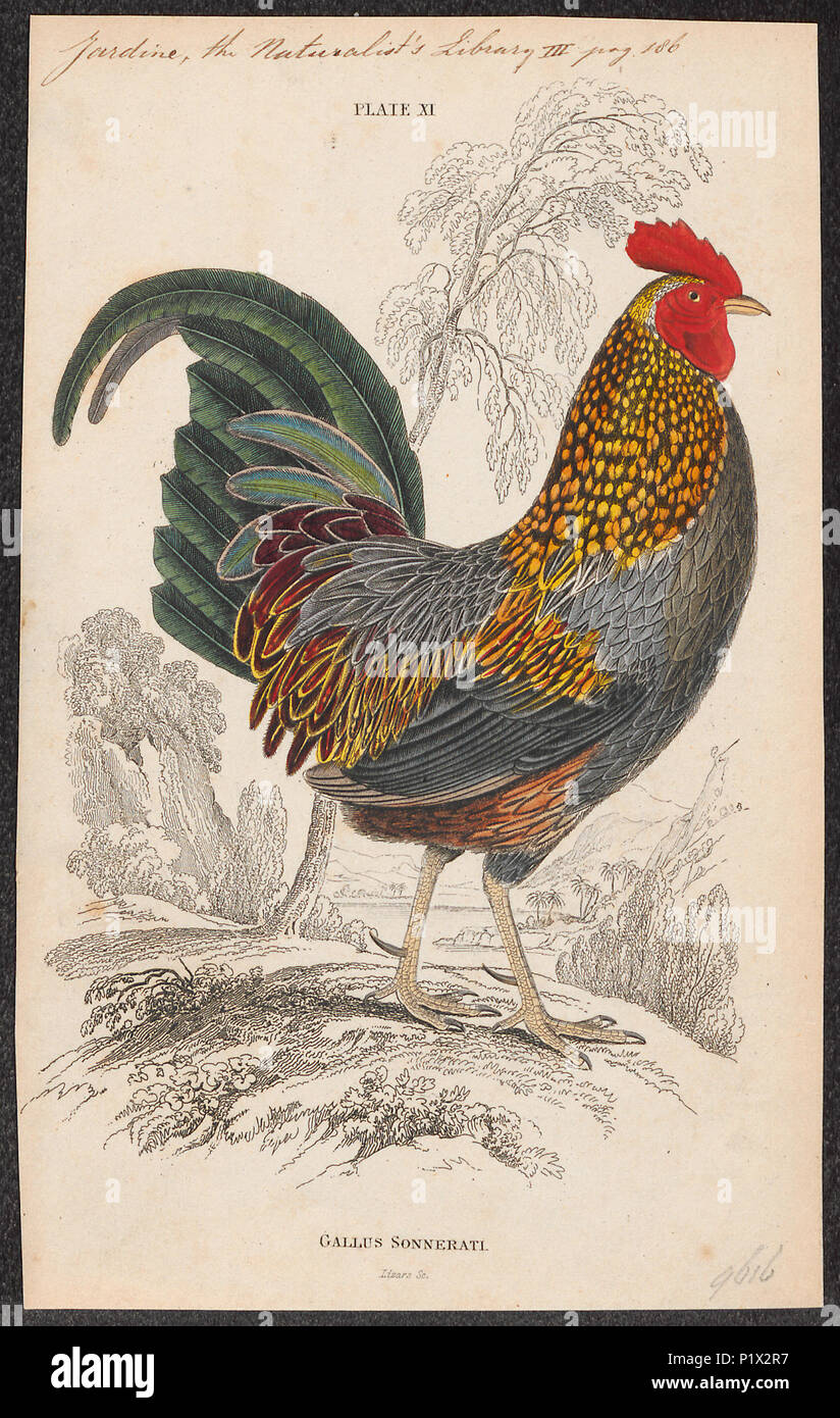 . Gallus sonneratii . Entre 1833 et 1866 132 Gallus sonneratii - 1833-1866 - Imprimer - Zoologica 2e moitié - Collections spéciales de l'Université d'Amsterdam - UBA01 IZ17000017 Banque D'Images