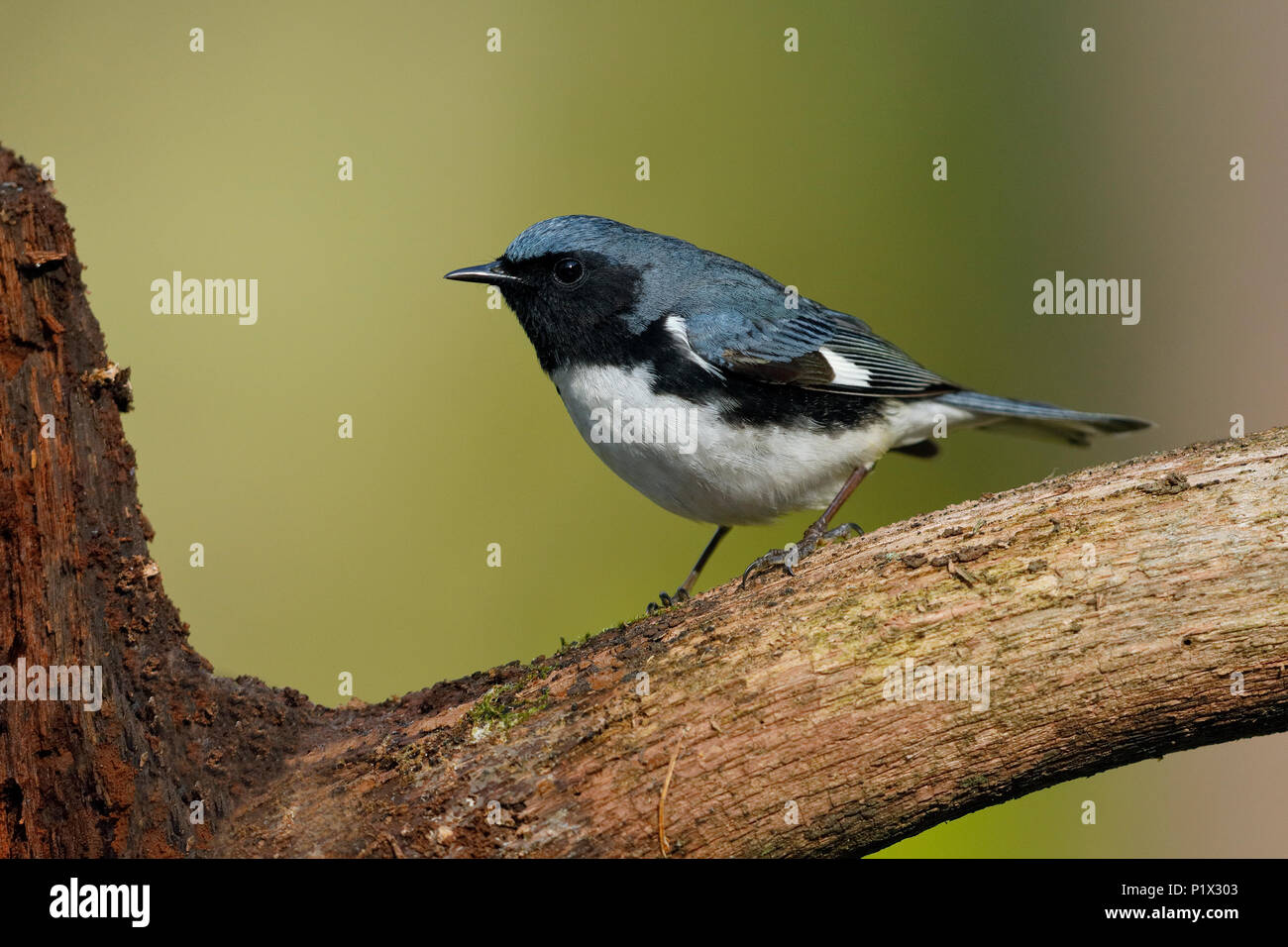 Homme Paruline bleue (Setophaga caerulescens) perché sur une branche d'arbre - Grand Bend, Ontario, Canada Banque D'Images