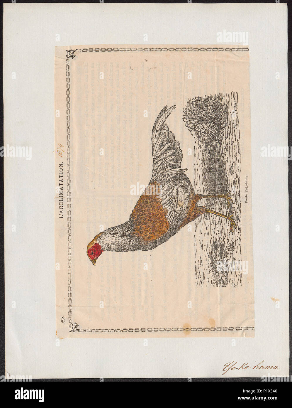 . Gallus sonneratii . Gallus sonneratii 132 1879 - 1879 - Imprimer - Zoologica 2e moitié - Collections spéciales de l'Université d'Amsterdam - UBA01 IZ17000095 Banque D'Images