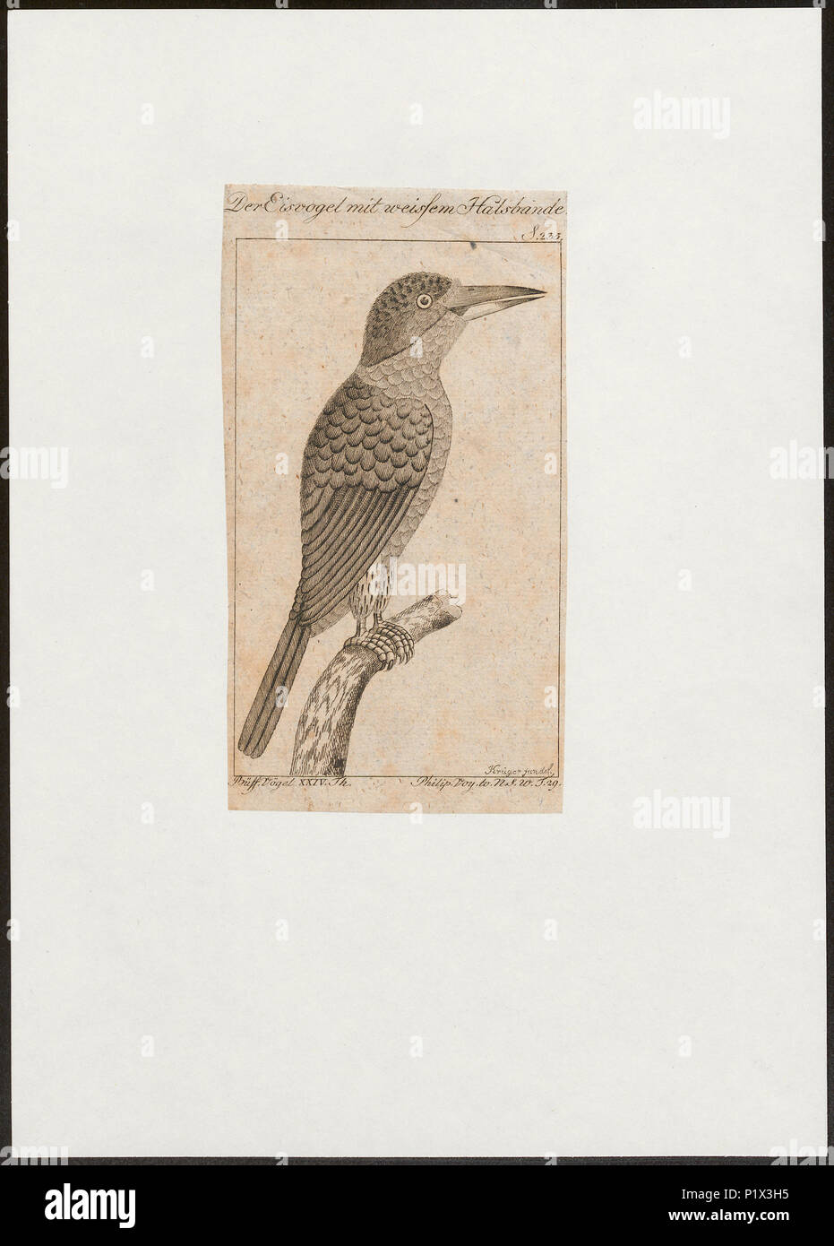 . Alcedo euryzona . Entre 1772 et 1829 14 Alcedo euryzona - 1772-1829 - Imprimer - Zoologica 2e moitié - Collections spéciales de l'Université d'Amsterdam - UBA01 IZ16800359 Banque D'Images