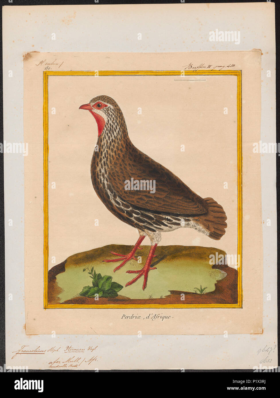 . Francolinus afer . Entre 1700 et 1880 125 Francolinus afer - 1700-1880 - Imprimer - Zoologica 2e moitié - Collections spéciales de l'Université d'Amsterdam - UBA01 IZ17100023 Banque D'Images