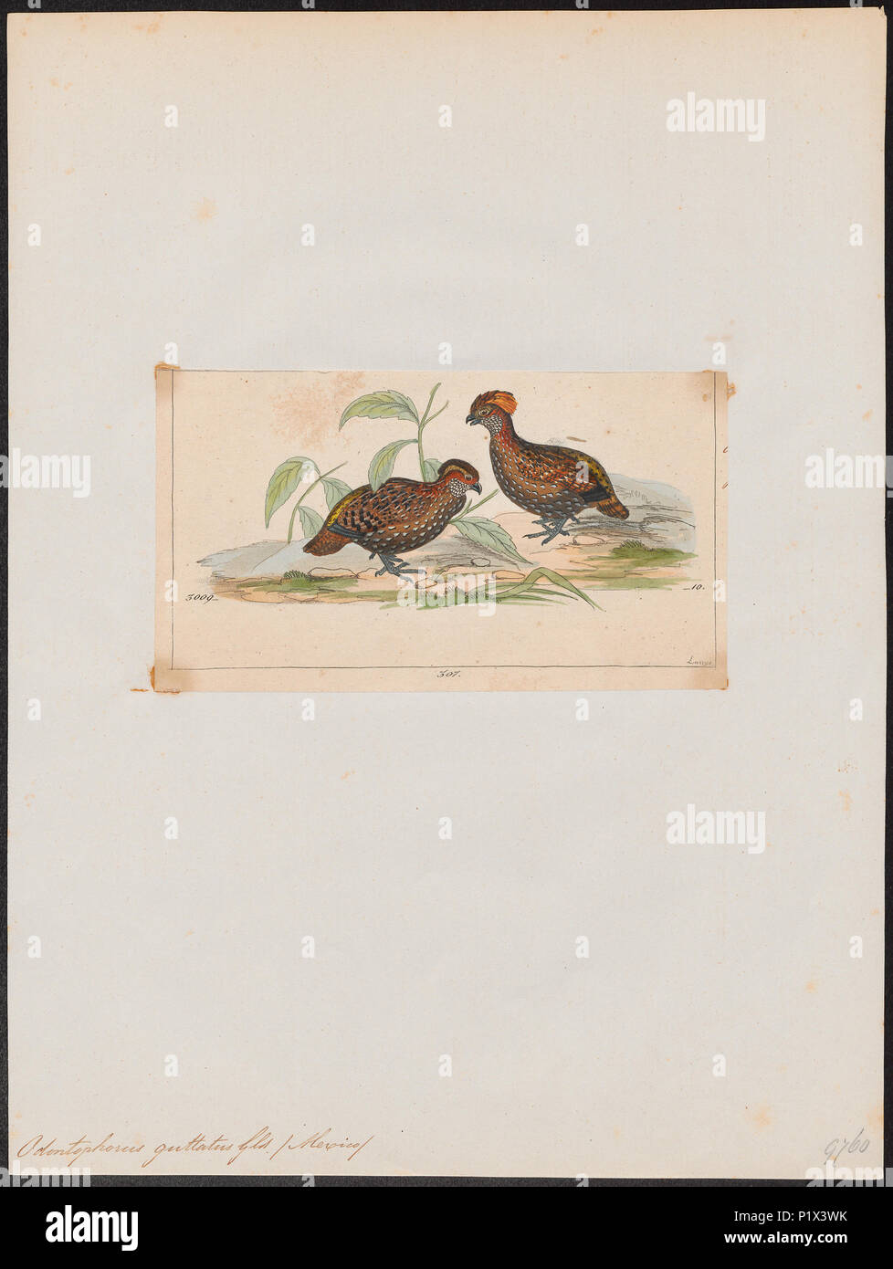 . Odontophorus guttatus . Entre 1820 et 1863 210 Odontophorus guttatus - 1820-1863 - Imprimer - Zoologica 2e moitié - Collections spéciales de l'Université d'Amsterdam - UBA01 IZ17100197 Banque D'Images