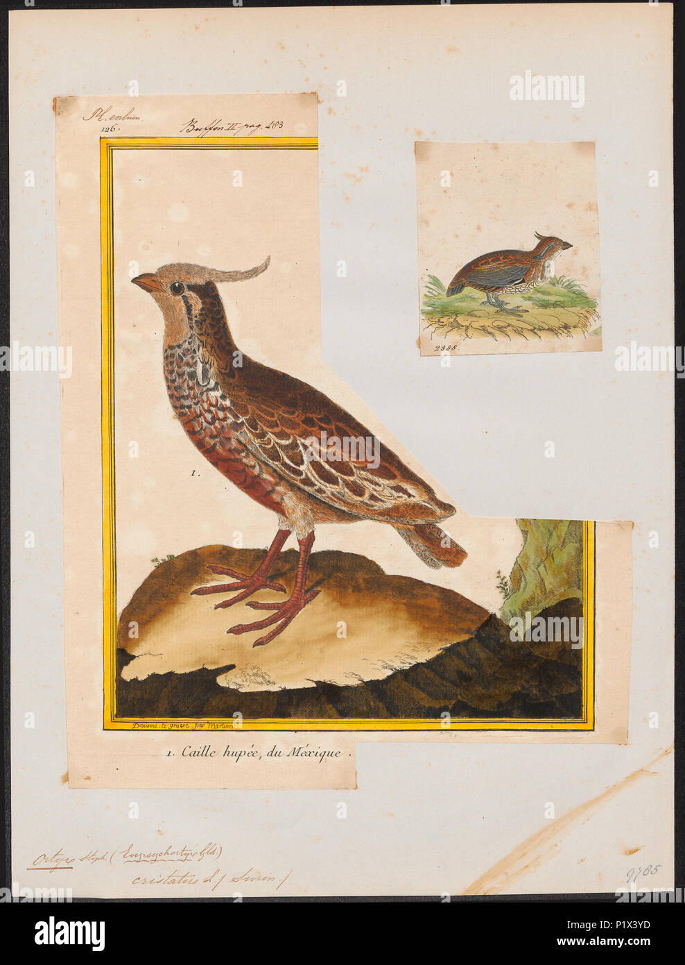 . Ortix cristatus . Entre 1700 et 1880 213 Ortix cristatus - 1700-1880 - Imprimer - Zoologica 2e moitié - Collections spéciales de l'Université d'Amsterdam - UBA01 IZ17100233 Banque D'Images