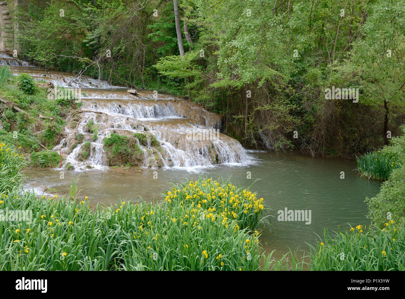 Iris jaune aka drapeau jaune, Iris pseudacorus, autour de la piscine de plus en plus ci-dessous sur la cascade de la rivière Réal Jouques Provence France Banque D'Images