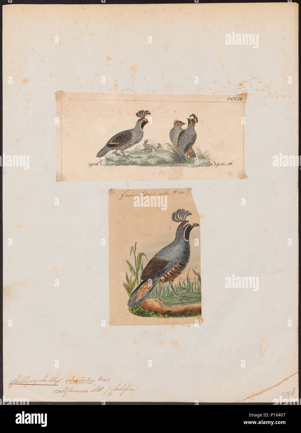 47 Callipepla californica - 1700-1880 - Imprimer - Zoologica 2e moitié - Collections spéciales de l'Université d'Amsterdam - UBA01 IZ17100257 Banque D'Images