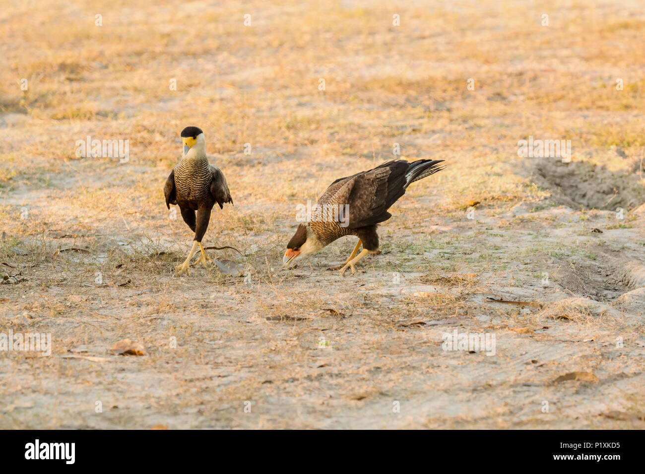 Région du Pantanal, Mato Grosso, Brésil, Amérique du Sud. Les hommes et les femmes dans le sud de Crested Caracaras tôt le matin. Banque D'Images