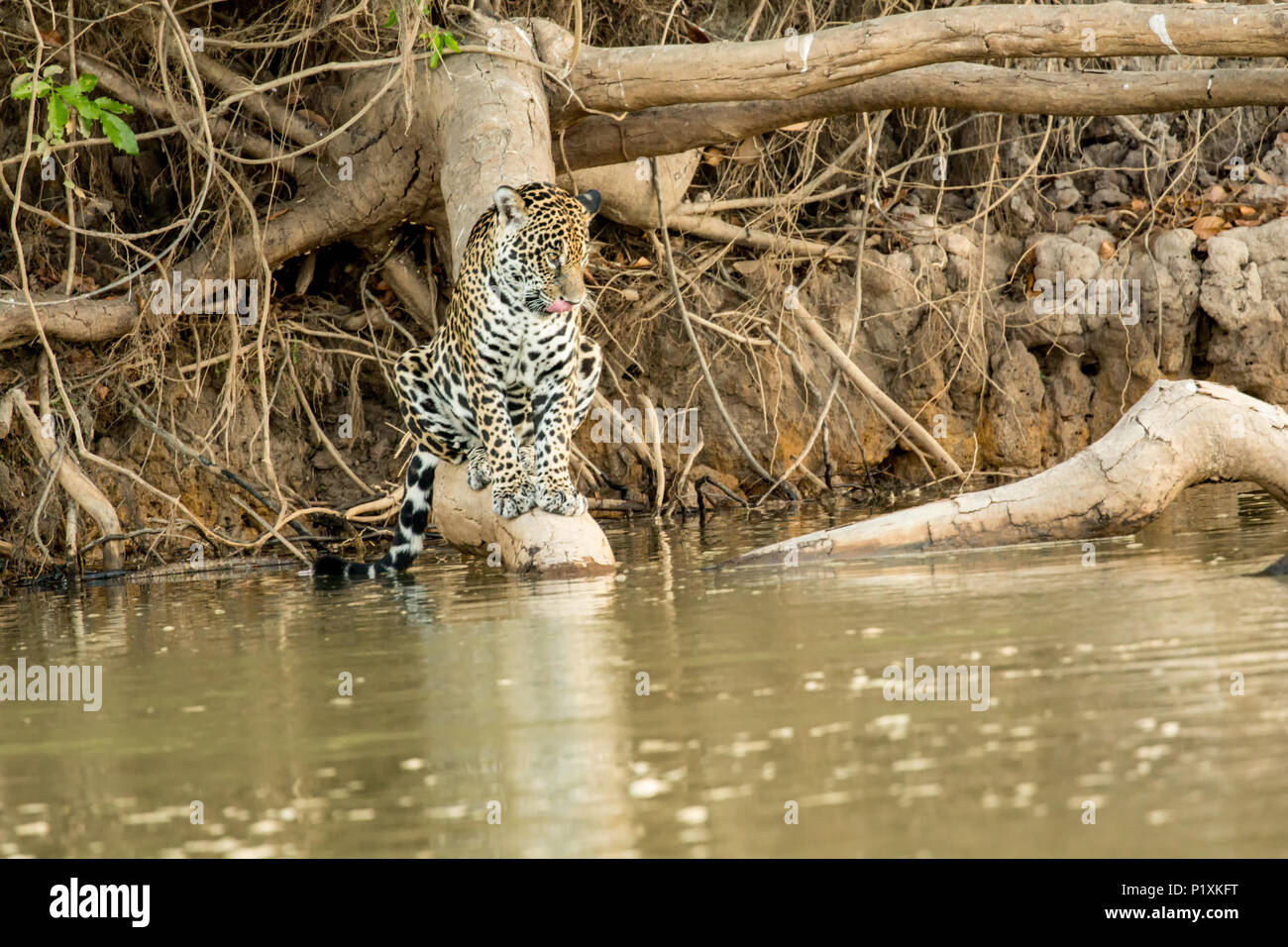 Région du Pantanal, Mato Grosso, Brésil, Amérique du Sud. Jaguar à caiman pour attraper comme il est assis sur un arbre tombé par une rivière. Banque D'Images