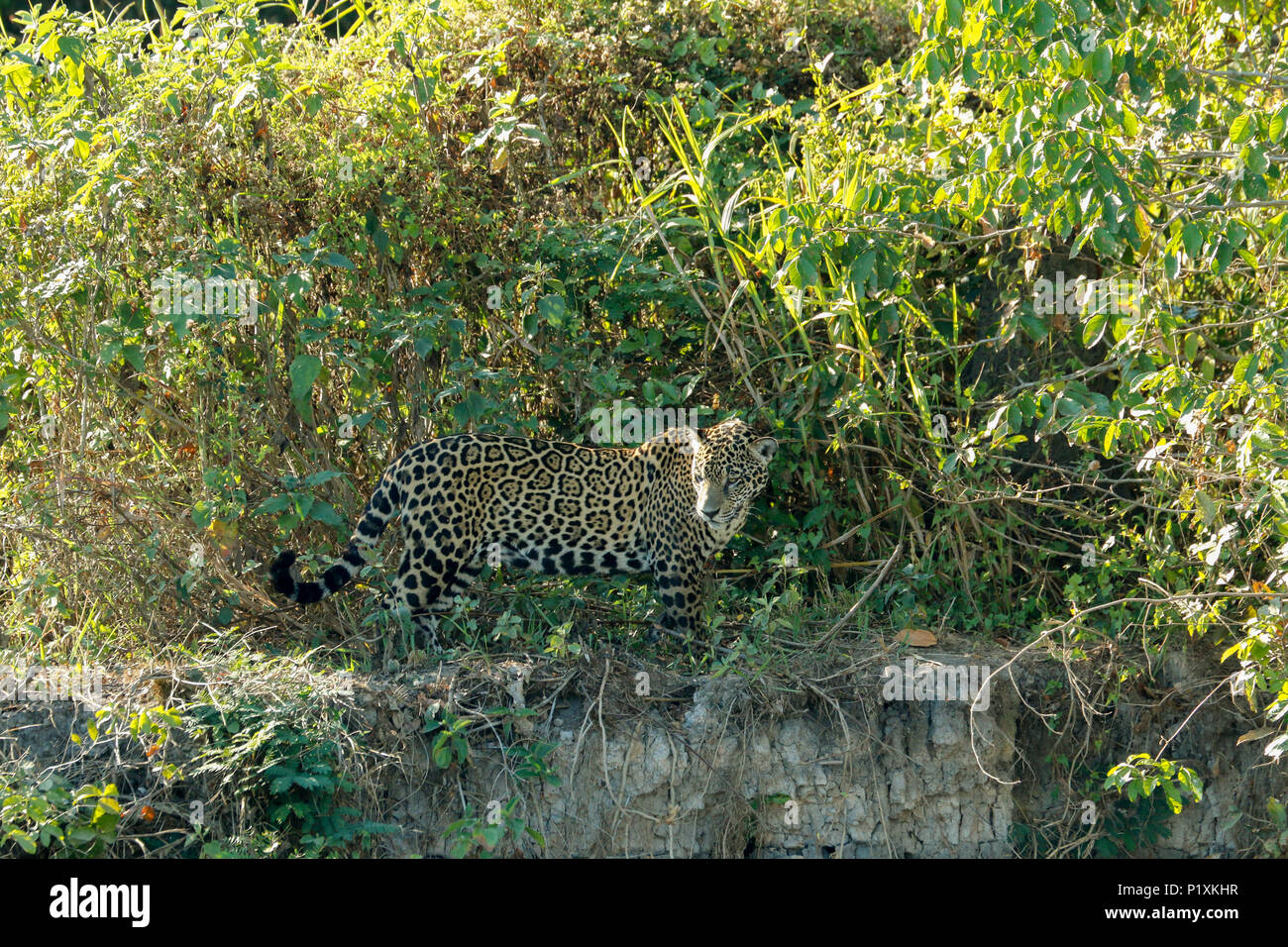 Région du Pantanal, Mato Grosso, Brésil, Amérique du Sud. Jaguar à chercher de la nourriture, l'air très ressemblant à la recherche de caïmans sur la rive. Banque D'Images