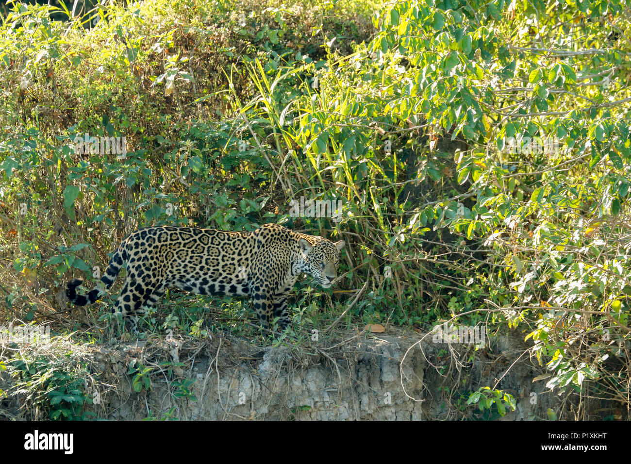 Région du Pantanal, Mato Grosso, Brésil, Amérique du Sud. Jaguar à chercher de la nourriture, l'air très ressemblant à la recherche de caïmans sur la rive. Banque D'Images