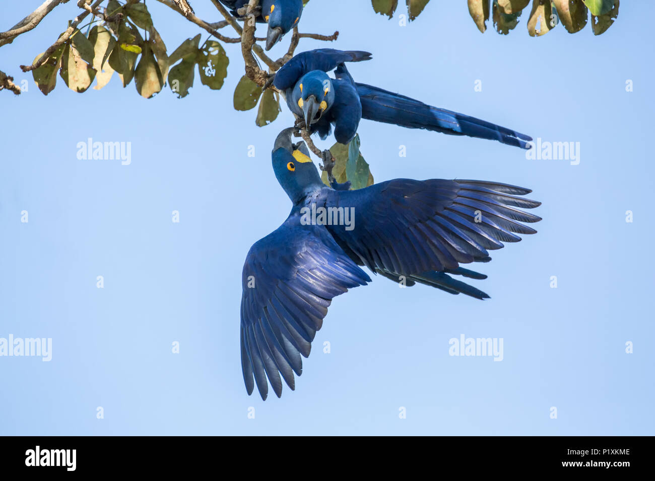 Région du Pantanal, Mato Grosso, Brésil, Amérique du Sud. Paire de Hyacinth Macaws accouplé pour la vie, montrer de l'affection. Banque D'Images