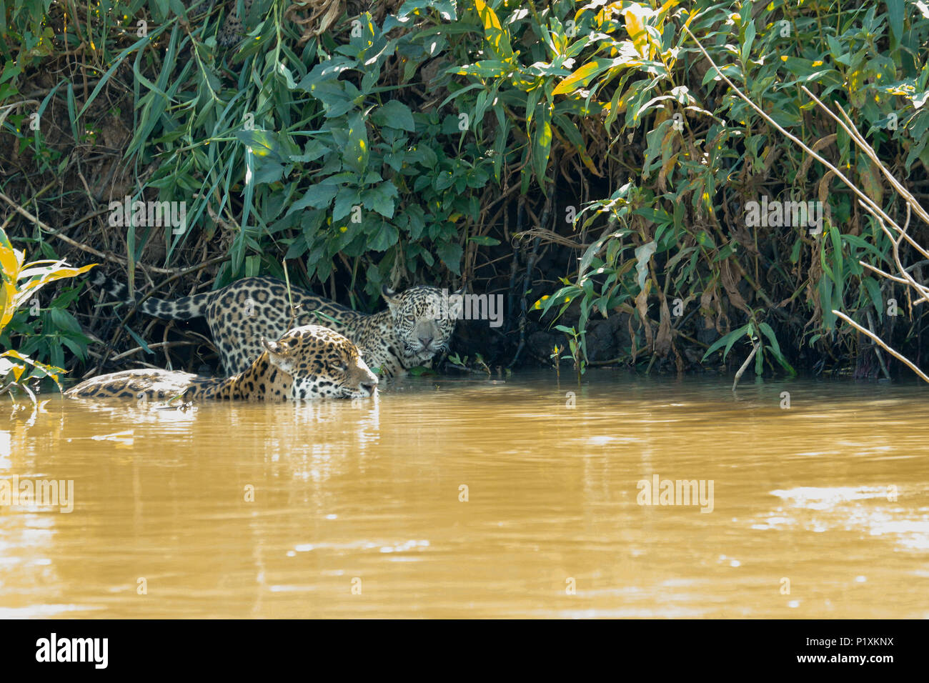 Région du Pantanal, Mato Grosso, Brésil, Amérique du Sud. Jaguar femelle nageant dans l'Onca, rejoint par l'un de ses jeunes qui veut obtenir une boisson. Banque D'Images