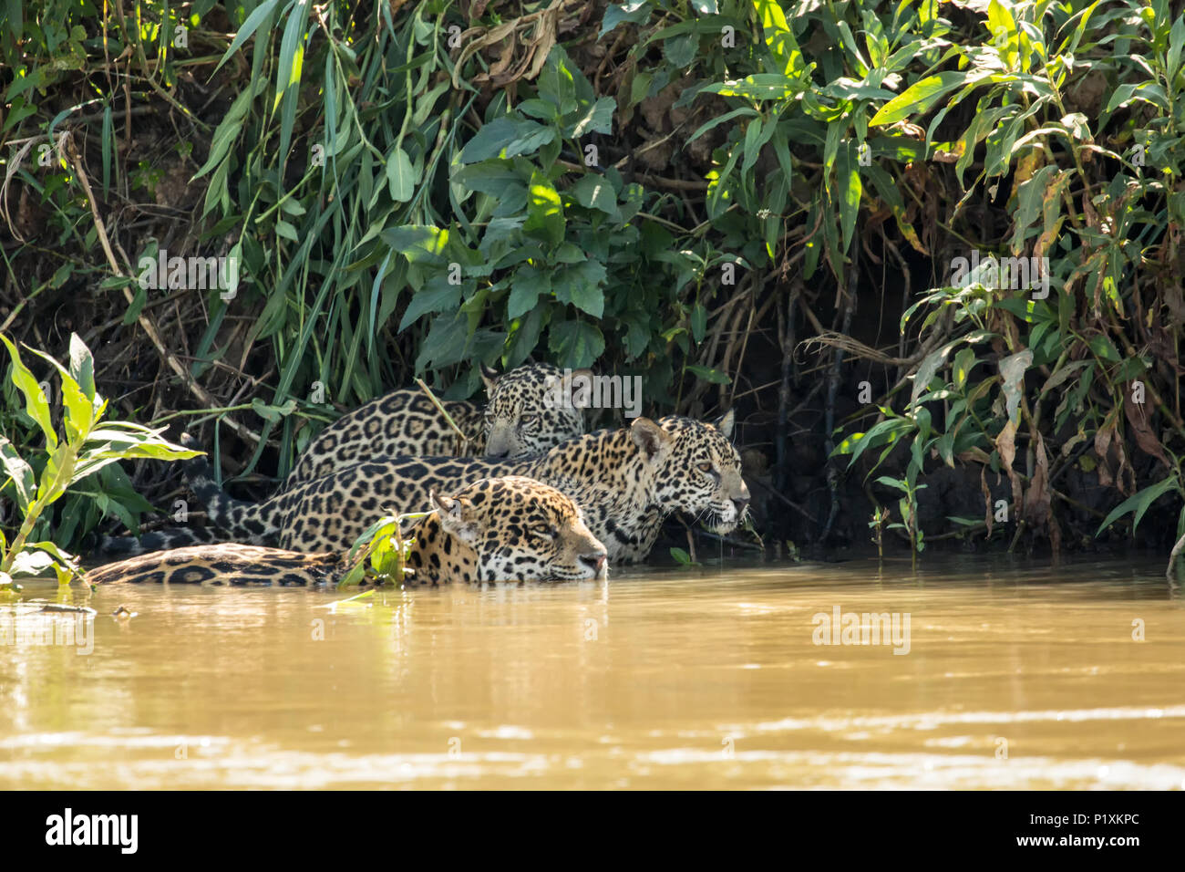 Région du Pantanal, Mato Grosso, Brésil, Amérique du Sud. Jaguar femelle nageant dans l'Onca, rejoint par l'un de ses jeunes qui veut obtenir une boisson. Banque D'Images