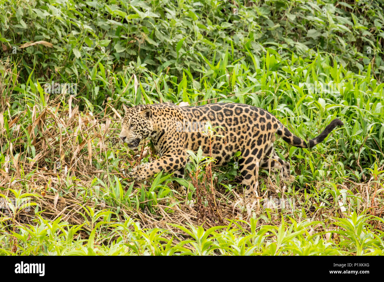 Région du Pantanal, Mato Grosso, Brésil, Amérique du Sud. Jaguar walking le long de la rivière à la recherche de nourriture. Banque D'Images