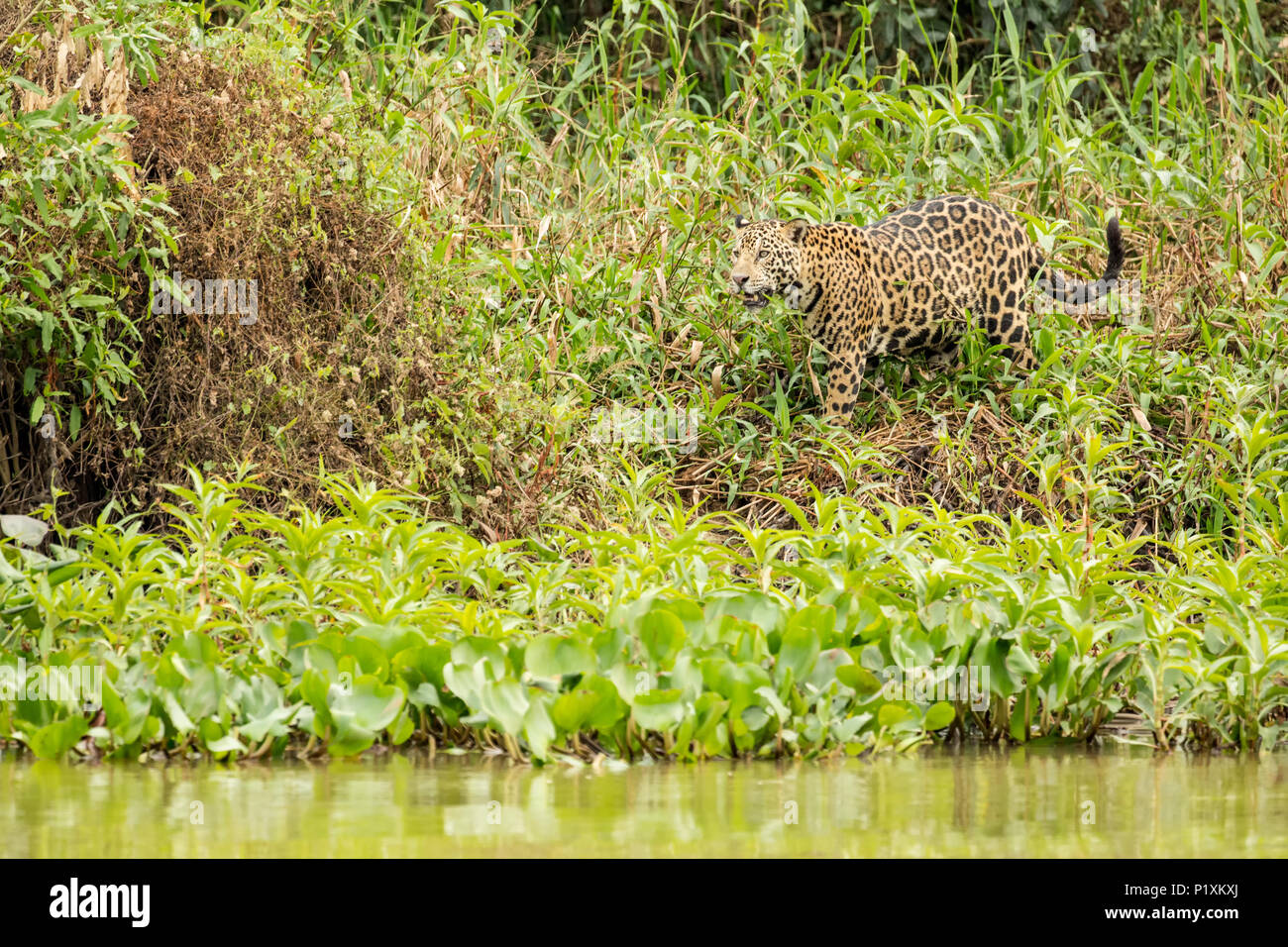 Région du Pantanal, Mato Grosso, Brésil, Amérique du Sud. Jaguar walking le long de la rivière à la recherche de nourriture. Banque D'Images