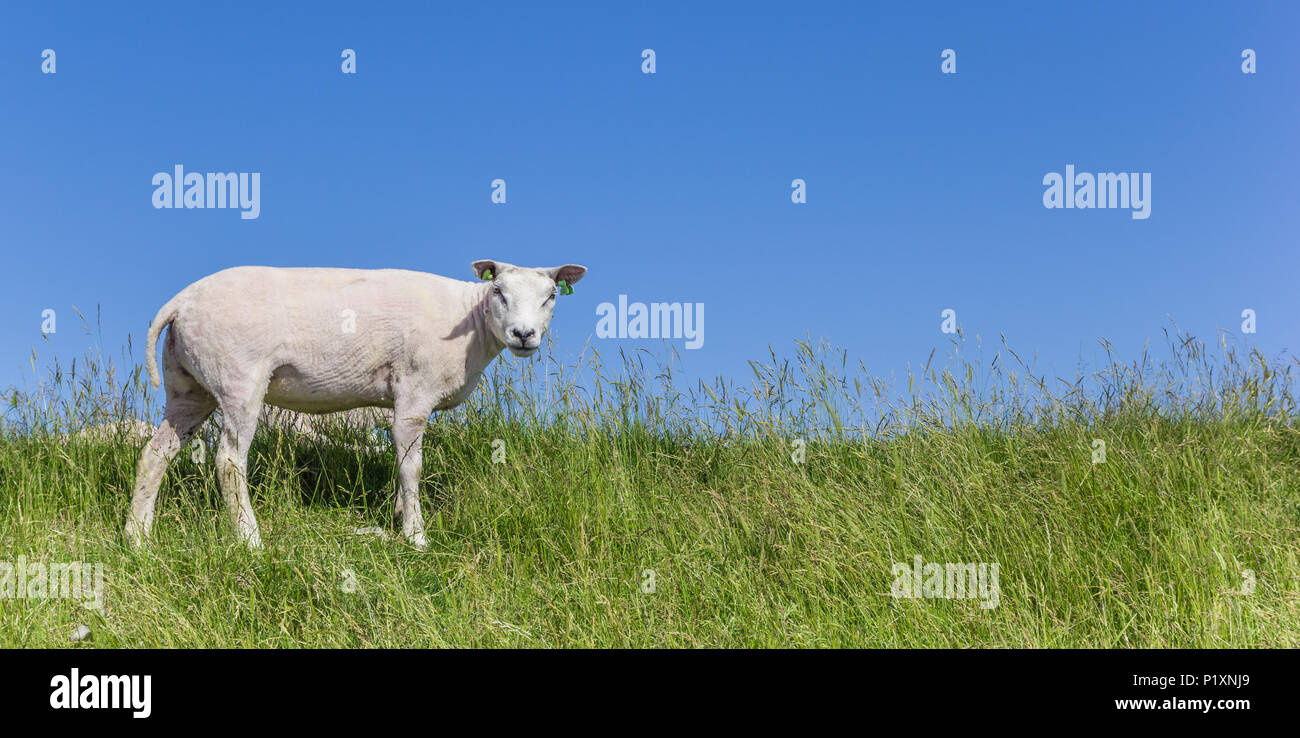 Panorama d'un mouton sur une digue sur l'île de Texel, Hollande Banque D'Images