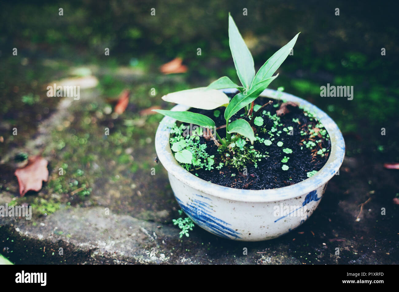 Petit arbre Pot Banque D'Images