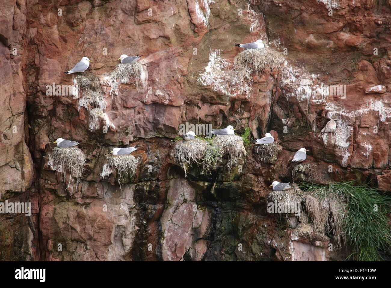 La nidification des goélands mer falaises Seaton Angus Scotland Juin 2018 Banque D'Images
