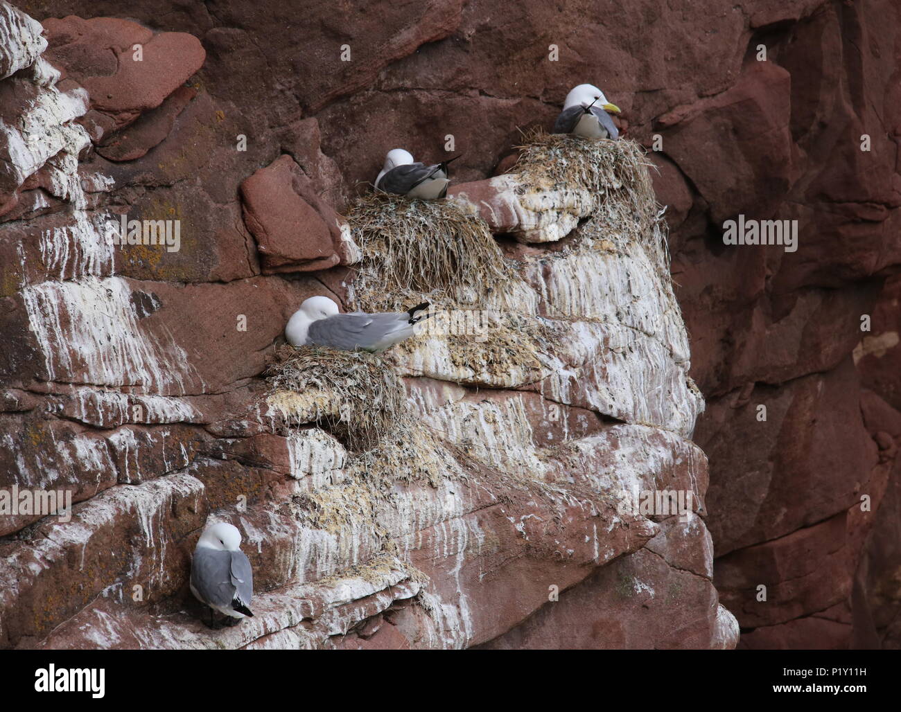 La nidification des goélands mer falaises Seaton Angus Scotland Juin 2018 Banque D'Images