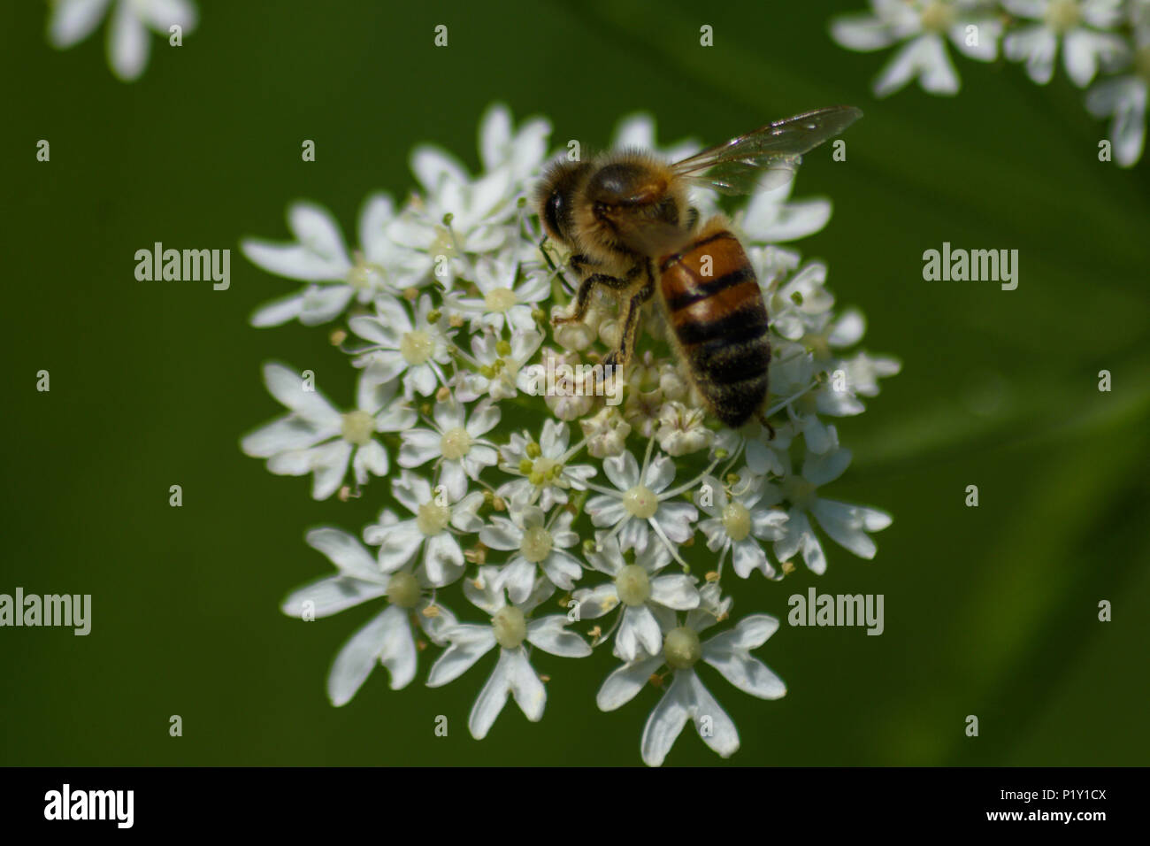 L'alimentation de l'abeille sur une fleur de la berce commune derrière et au-dessus Banque D'Images