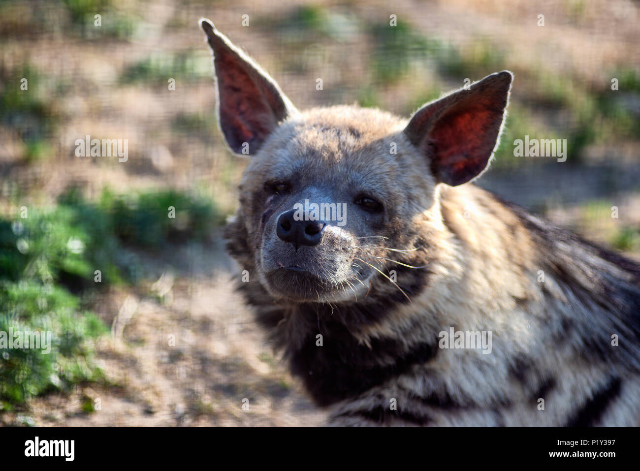 L'Hyène a l'air fatigué dans l'appareil. Photo portrait d'un animal sauvage. Banque D'Images