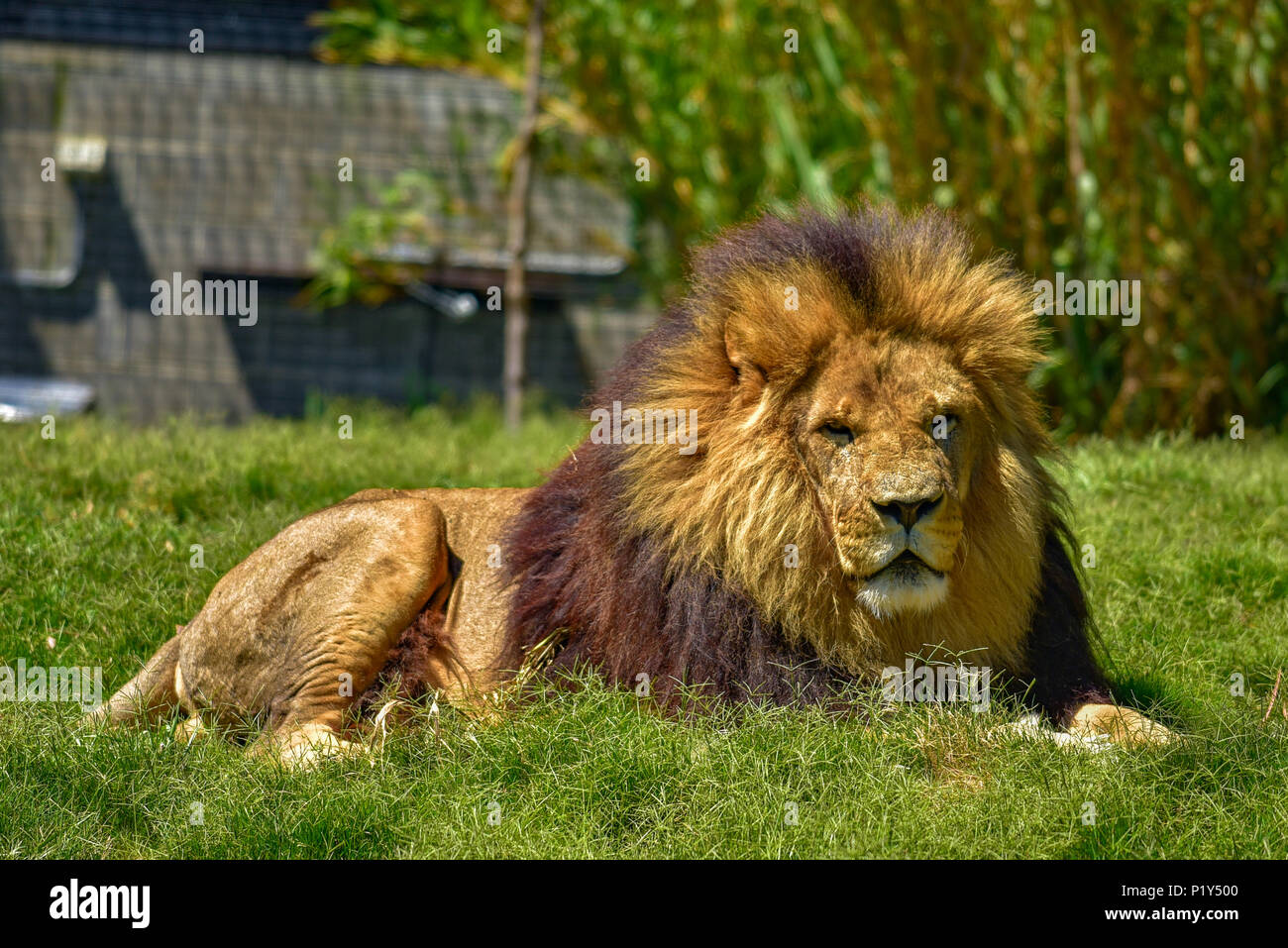 Le Lion sur l'herbe de la faune Banque D'Images