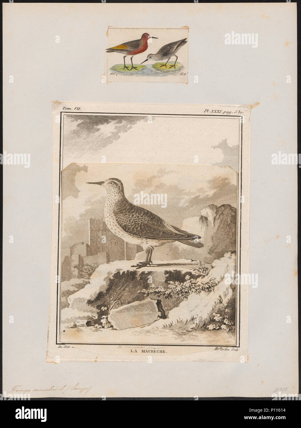. Calidris canutus . Entre 1700 et 1880 308 Tringa canutus - 1700-1880 - Imprimer - Zoologica 2e moitié - Collections spéciales de l'Université d'Amsterdam - UBA01 IZ17400223 Banque D'Images