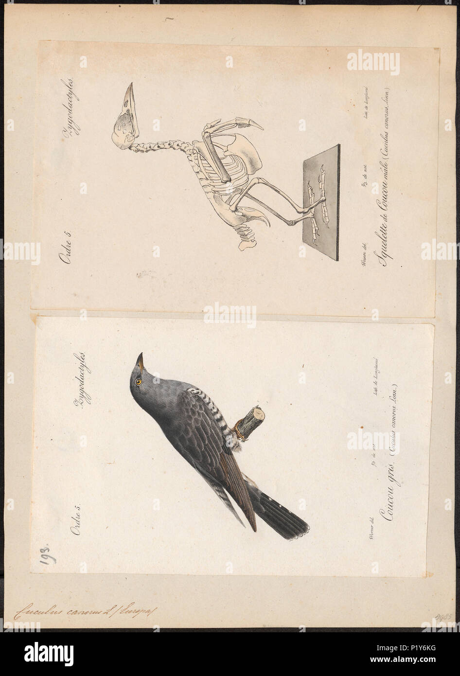 71 Cuculus canorus - - - - Imprimer 2e moitié Zoologica Collections spéciales de l'Université d'Amsterdam - UBA01 IZ18800215 Banque D'Images